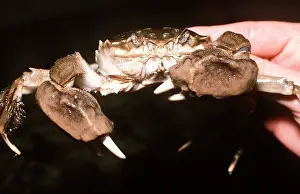 Crabs: CHINESE MITTEN CRAB - HAND-HELD