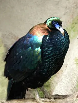 Monal: Chinese Monal