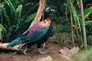 Monal: Chinese Monal - male