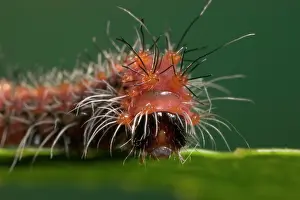 Moons: Chinese Moon MOTH - caterpillar