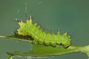 Moons: Chinese Moon Moth - Caterpillar
