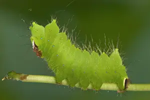 Moons: Chinese Moon Moth - Caterpillar