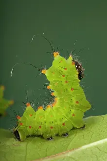 Moons: Chinese Moon Moth - Caterpillar