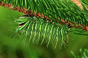 Luna: Chinese Moon Moth Chinese Luna Moth caterpillar