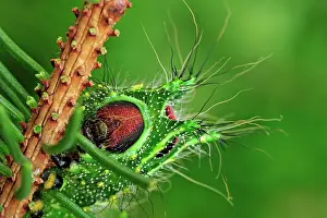 Luna: Chinese Moon Moth Chinese Luna Moth caterpillar