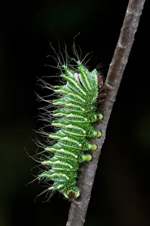 Pines: Chinese Moon Moth Larva