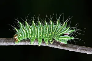 Dimorphism: Chinese Moon Moth Larva
