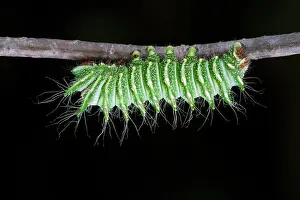 Dimorphism: Chinese Moon Moth Larva