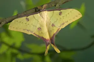 Moons: Chinese Moon Moth - Male