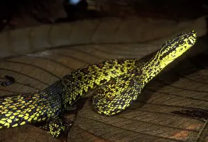 Louis: Chinese Mountain Viper