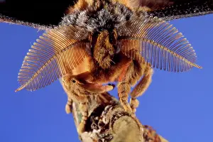 Antheraea: Chinese Oak Silk Moth - close-up