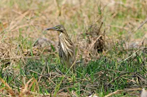 Cambodian: Chinese Pond Heron