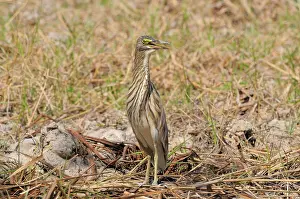 Cambodian: Chinese Pond Heron