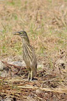Cambodian: Chinese Pond Heron