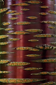 Birches: Chinese Red-Barked Birch Tree - detailed study
