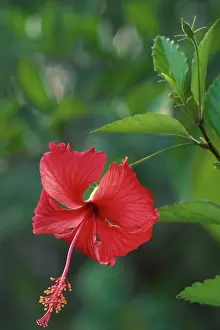 Hibiscuses: Chinese Rose Hibiscus