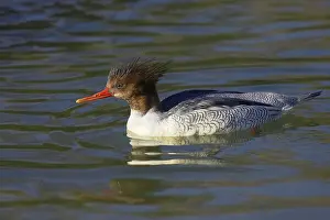Mergansers: Chinese or Scaly Merganser - Female