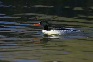 Mergansers: Chinese or Scaly Merganser - Male