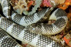 Banded: Chinese Sea Snake
