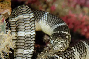 Banded: Chinese Sea Snake