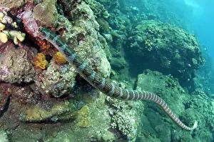120520: Chinese Sea Snake - Red Cliff dive site, Manuk Island