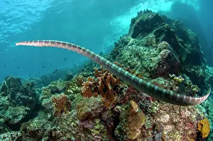 Triangle: Chinese Sea Snake - Red Cliff dive site, Manuk Island