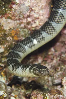 Gunung: Chinese Sea Snake - Snake Ridge dive site, Gunung