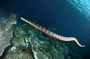 120520: Chinese Sea Snake - Snake Ridge dive site, Manuk