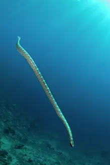 Sunray: Chinese Sea Snake - with sun in background - Snake