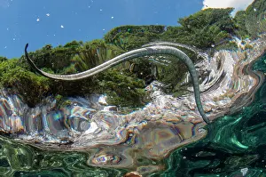 120520: Chinese Sea Snake - at surface to breathe with island