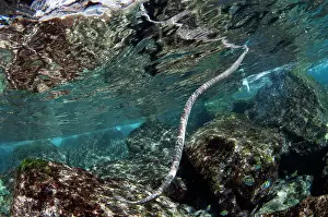 Ampat: Chinese Sea Snake at surface breathing