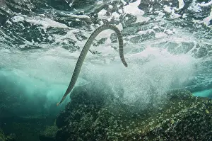 Surf: Chinese Sea Snake at surface breathing