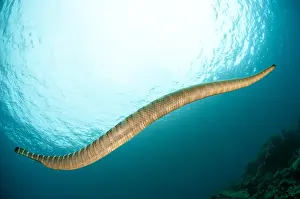 240519: Chinese Sea Snake - swimming towards sun - Snake