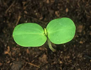 Weed: Chinese senna (Cassia obtusifolia)