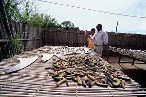 Mozambique: Chinese shark fin/sea cucumber dealer
