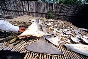 Mozambique: Chinese shark fin/sea cucumber dealer