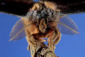Silkworm: Chinese Silkworm Moth - male - detail of the head