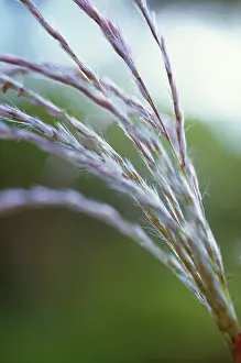 Maiden: Chinese Silver Grass