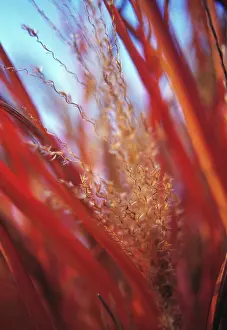 Miscanthus: Chinese Silver Grass