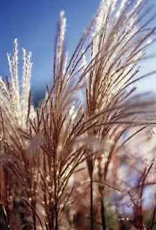 Miscanthus: Chinese Silver Grass