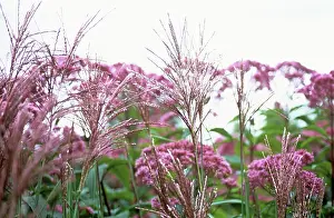 Eupatorium: Chinese Silver Grass