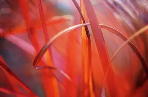 Miscanthus: Chinese Silver Grass
