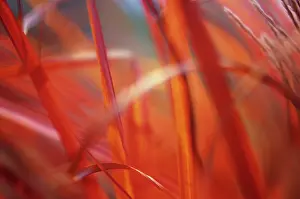 Miscanthus: Chinese Silver Grass