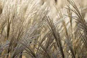 Maiden: Chinese Silver Grass