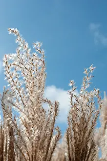 Miscanthus: Chinese Silver Grass