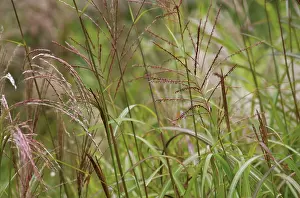 Miscanthus: Chinese Silver Grass