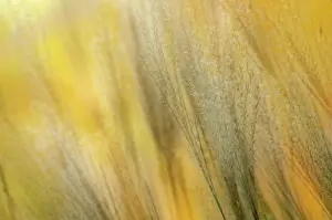 Inspiring: Chinese Silver Grass