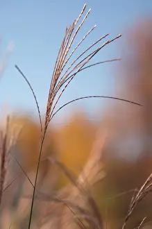 Supple: Chinese Silver Grass