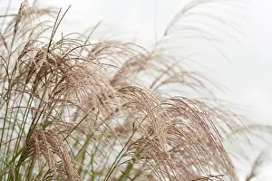 Porcupine: Chinese Silver Grass