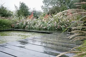 Cooperation: Chinese Silver Grass
